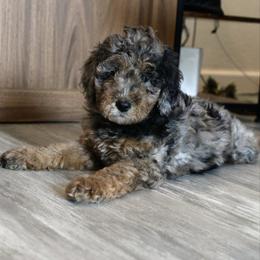 Mocha - Blue merle female Aussiedoodle puppy in Vallejo, California from Well Rooted Doodles