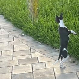 Italian Greyhound Puppies from Fisher Link