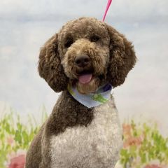 Bella - Double Doodle
