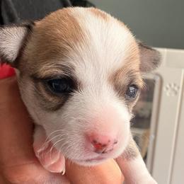 Jack - Cream and white male Chihuahua puppy in Georgia/Florida, Florida from Fiesta Pups
