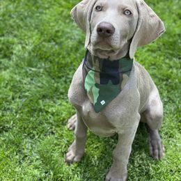 Weimaraner Puppies from Silver Spoon Weimaraners