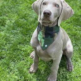 Weimaraner Puppies from Silver Spoon Weimaraners
