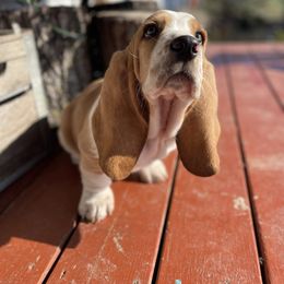 Lulu - Red and white female Basset Hound puppy in Independence, Kansas from Little Patch of Heaven