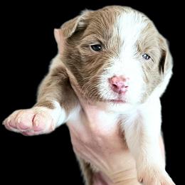 Blossom - Lilac female Border Collie puppy in Cedar Springs, Michigan from Lyncroft Border Collies
