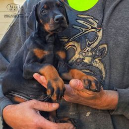Boy 2 - Black and rust male Doberman Pinscher puppy in China Township, Michigan from Snell's Superior Kennel Dobermann & GSP