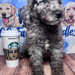 Americano - Merle female Labradoodle puppy in Kingston, Georgia from CC Familydoodles