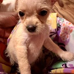 Girl 2 - Fawn female Chihuahua puppy in Pittsburgh, Pennsylvania from Pittsburgh Paw Prints