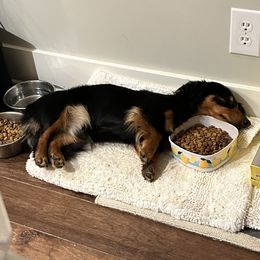 Dachshund Puppies from Pigeon Hill Dachshunds