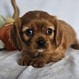 Maple - Cavalier King Charles Spaniel puppy from Annie's Puppies