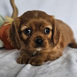 Maple - Cavalier King Charles Spaniel puppy from Annie's Puppies