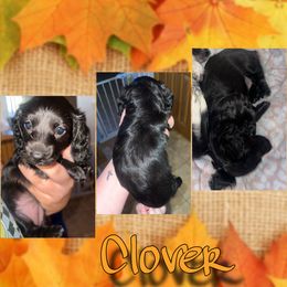 Clover - Black female Dachshund puppy in Brazil, Indiana from King Duke Dachshunds