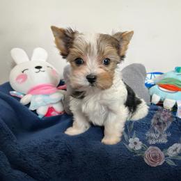 Tiny Parti Coloration Male - Parti male Yorkshire Terrier puppy in Benson, Arizona from Happy Tails Yorkies