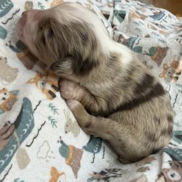 2 - Red merle male Miniature Australian Shepherd puppy in Cedar Creek, Texas from Rowdy Ranch Tx