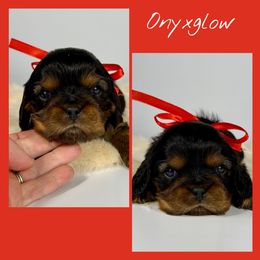 Onyxglow - Black and tan male Cavalier King Charles Spaniel puppy in De Pere, Wisconsin from Rose Garden Kennels