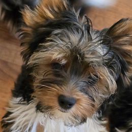 Ireland - Black tan and white female Biewer Terrier puppy in Chesapeake, Virginia from Bellissima Biewers & Yorkies