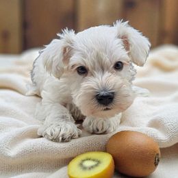 Kiwi - White male Miniature Schnauzer puppy in Houston, Texas from Haughton Farm