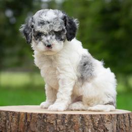 Sky - Merle male Cockapoo puppy in Seattle, Washington from Sweet Home Doodles