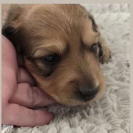 AKC LH Shaded Red - Christmas Puppy - Red male Dachshund puppy in Nashville, Tennessee from Farmhouse Sausages