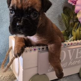 Buttercup - Fawn female Boxer puppy in Pine River, Wisconsin from Jenks Boxers