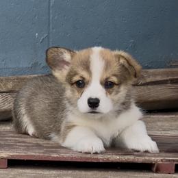 Dougal - Red male Pembroke Welsh Corgi puppy in Yulee, Florida from Pembroke Welsh Corgis at Belle Haven