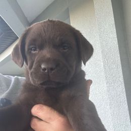 Girl 1 (orange) - Chocolate female Labrador Retriever puppy in Orlando, Florida from Clarisma K9’s