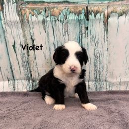 Violet - Black and white female Sheepadoodle puppy in Blackfoot, Idaho from Son of a Poodle Sheepadoodles