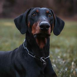 Abrams - Doberman Pinscher