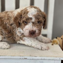 Sunny - Apricot male Goldendoodle puppy in Decatur, Tennessee from Diamond's Doodles