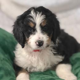 Belle - Tri-color female Bernedoodle puppy in Phelan, California from PuppyPaws4U