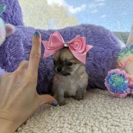 Lola 5500 - Red and white female Chihuahua puppy in Miami, Florida from Natalias Tiny Chihuahuas