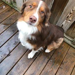 Australian Shepherd All Grown Up from Addie's Aussies