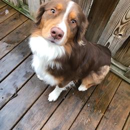 Australian Shepherd All Grown Up from Addie's Aussies