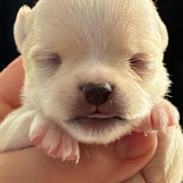 Todd - Cream male Chihuahua puppy in Westport, New York from Chantilly chihuahuas