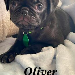 Oliver - Black male Pug puppy in Hesperia, California from Amatskennel - Stubby Tails Ranch