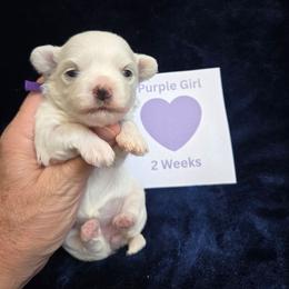 Purple Girl - White female Maltipoo puppy in Sahuarita, Arizona from Cowgirl's Legacy Maltipoos