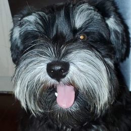 Lexi - Miniature Schnauzer