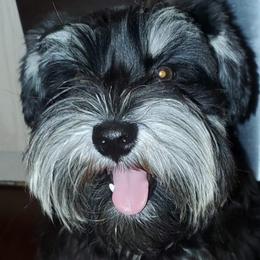 Lexi - Miniature Schnauzer