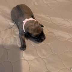 Girl 1 - Mahogany female Belgian Malinois puppy in Paynes Corner, Virginia from Von-Zito Belgian Malinois