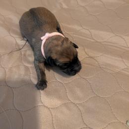 Girl 1 - Mahogany female Belgian Malinois puppy in Paynes Corner, Virginia from Von-Zito Belgian Malinois