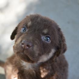 Cherry - Brown female Chesapeake Bay Retriever puppy in Soap Lake, Washington from Desert Oasis Kennels