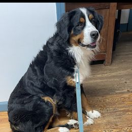 Gretl - Bernese Mountain Dog
