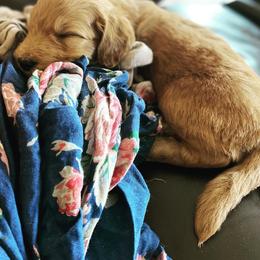 Goldendoodle Puppies from North Star Dog Training