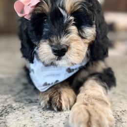 Girl 1 - Bernedoodle puppy in Vinita, Oklahoma from American Poodles and Doodles
