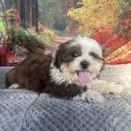 Dave - Shih Tzu - White male Shih Tzu puppy in Chariton, Iowa from Mia Lucky Maltese