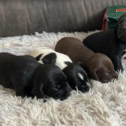 Boy 3 - Liver male German Shorthaired Pointer puppy in Laporte, Minnesota from Northern Odyssey Gun Dogs