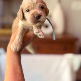 Pedey - Buff and white male Cockapoo puppy in Alexandria, Alabama from Bright and Beautiful Cockapoos and Doodles