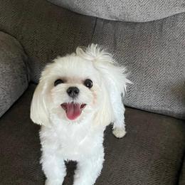 Tito - Maltese