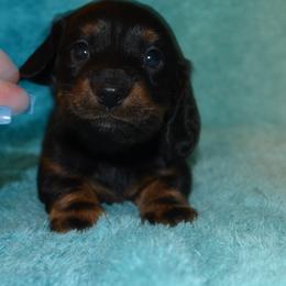 Girl 1 - Black and tan female Dachshund puppy in Cherokee, Oklahoma from Special “K” Dachshunds