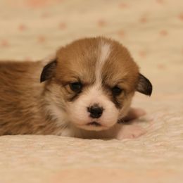 Girl 1 - Pembroke Welsh Corgi puppy in Karnack, Texas from Sureshot Corgis