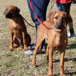 Rhodesian Ridgebacks from Sans Peur Ridgebacks